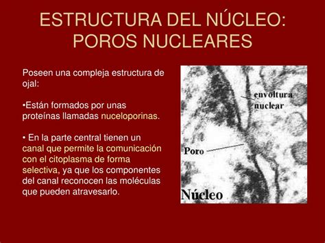 Ppt El NÚcleo Powerpoint Presentation Free Download Id3521915