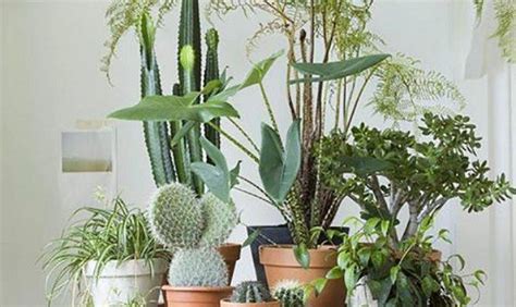 Creative Ways Include Indoor Plants Your Home Jhmrad 89831