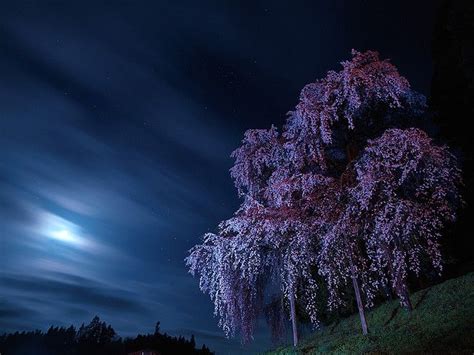 Moon And Cherry Blossoms By Nadonado Via Flickr Cherry Blossom