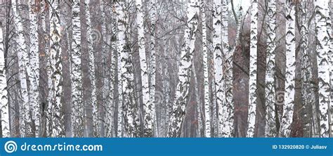 Beautiful Scene With Birches In Autumn Birch Forest In November Among