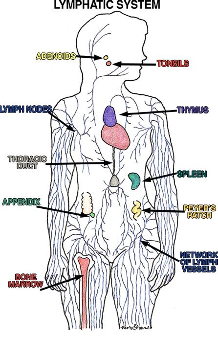 Immune System Diagram For Kids
