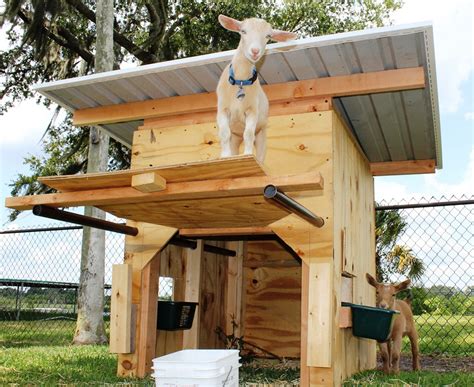 Goat House Ideas For The Unexperienced All Pet Care