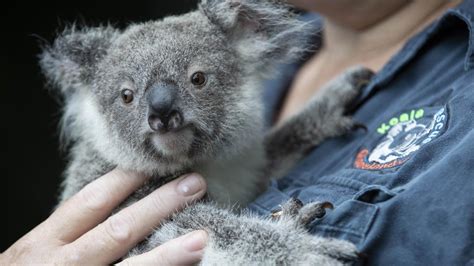 Koalas could be extinct in Australia by 2050: World ...