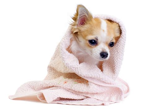 Maybe you would like to learn more about one of these? 50+ Funny Dog Wallpaper for Computer on WallpaperSafari