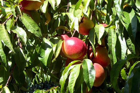 Nectarines At Detering Orchards Coburg Oregon Gorgeous Scenery