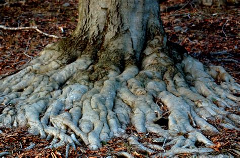 Why You Shouldnt Put Soil Over A Trees Exposed Roots