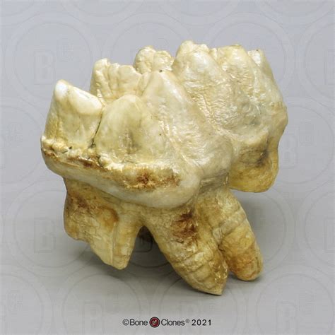 Mastodon Molar Bone Clones Inc Osteological Reproductions