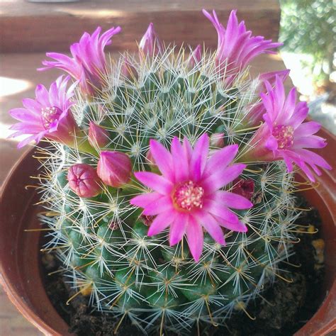 Pink Mammillaria Cactus Flowers