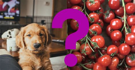 Can Dogs Eat Cherry Tomatoes A Vets Opinion Vetnoms
