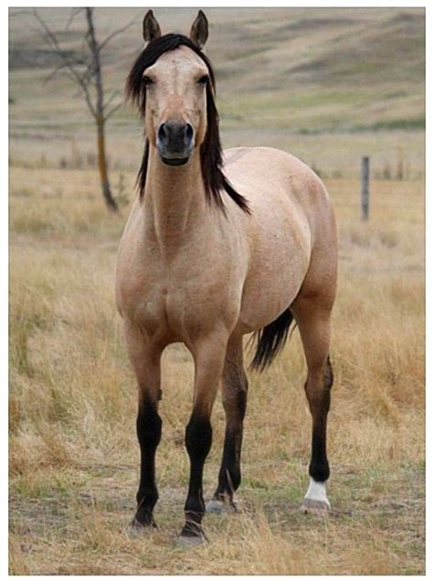 Stunning Buckskin Horses Pretty Horses Buckskin Horse