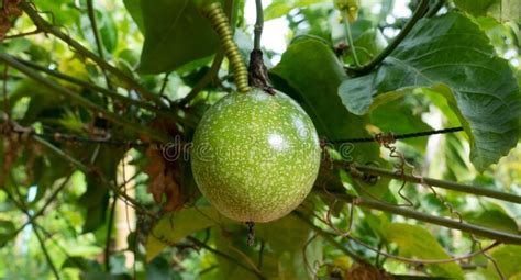 Organic Green Passion Fruits On The Vine Stock Image Image Of