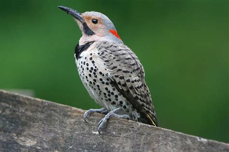 7 Species Of Woodpeckers In Indiana Pictures Bird Feeder Hub