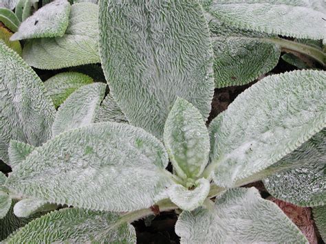 Fuzzy Lambs Ear Leaves Nature Photo Gallery