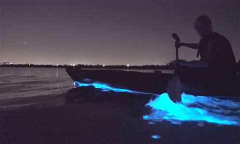 Kayak Through Floridas Amazing Bioluminescent Waters