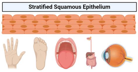 Stratified Squamous Epithelium Structure Functions Examples