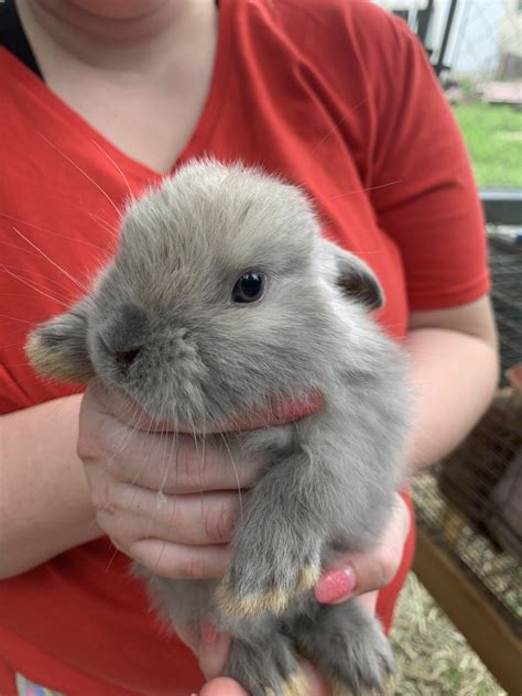 Holland Mini Lop Rabbits For Sale San Antonio Tx 307244