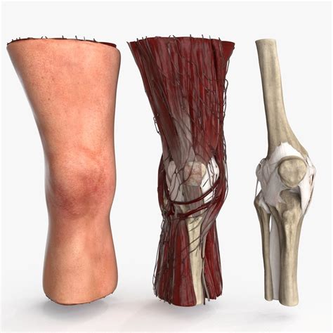 3d Model Human Knee Joint Anatomy Rigged Vr Ar Low Poly Cgtrader
