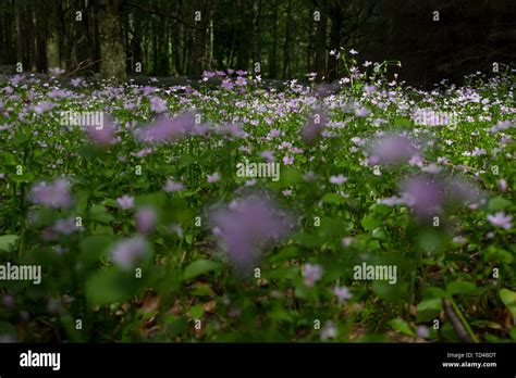 Purple Forest Flowers In Scotland Stock Photo Alamy