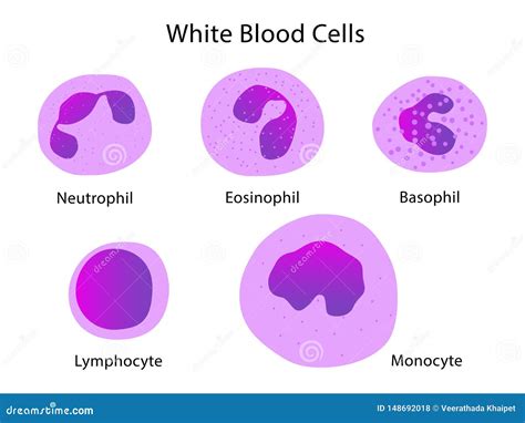 Types Of White Blood Cells Stock Vector Illustration Of Isolated