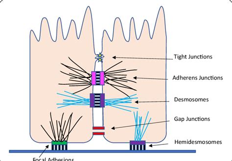 Cell Adhesion Molecules Cell Junctions Types Definition And Function