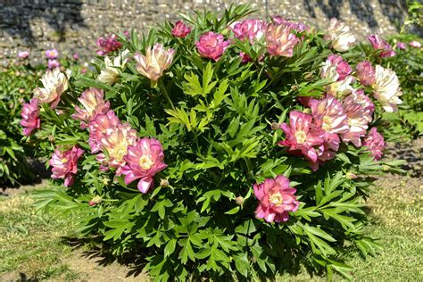 Chinese Peony Paeonia Lactiflora Plant Care And Growing Guide