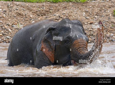 Asiatic Elephant Asian Elephant Elephas Maximus Bathing In River Thailand Elephant Nature