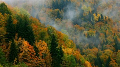 45 Autumn Forest Desktop Wallpaper Wallpapersafari