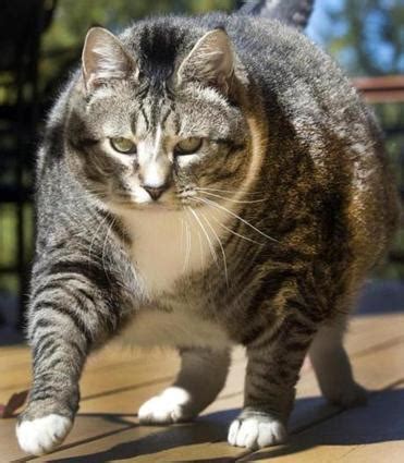 Fat cats si trova in una zona ricca di storia di ogden, molto apprezzata dagli amanti della gastronomia per i tanti ristoranti locali. 33 Popular Fat Cat Photos That Will Improve Your Day ...