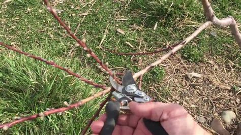 Pruning Our Peach Tree Youtube