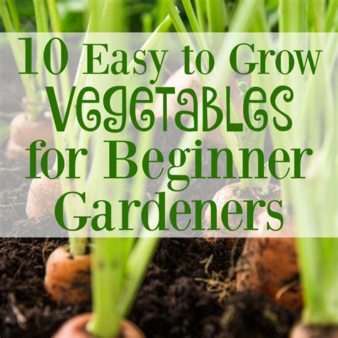 10 Easy To Grow Vegetables For Beginner Gardeners Graceful Little