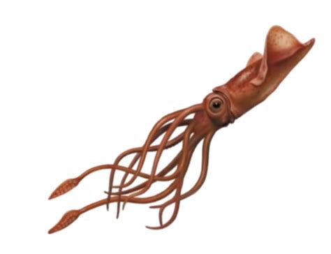 Squid Png Transparent Png All