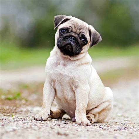 Pug Puppies Names 66 Perfect Pug Dog Names For Male Female Pups