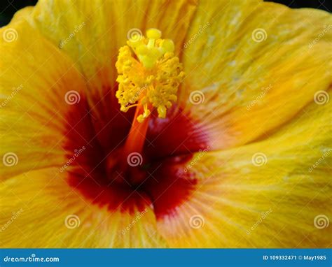 Close Up Of Hibiscus Flower Pollen Yellow Background Stock Image