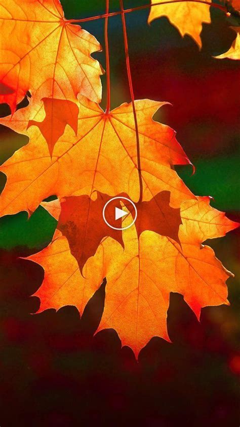 31 Beautiful Autumn Wallpapers Autumn Aesthetic Autumn Scenes