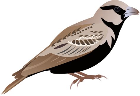 Sparrow Png Transparent Image Download Size 2000x1378px