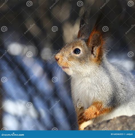 Curious Squirrel Stock Image Image Of Grey Green Curiosity 64246323