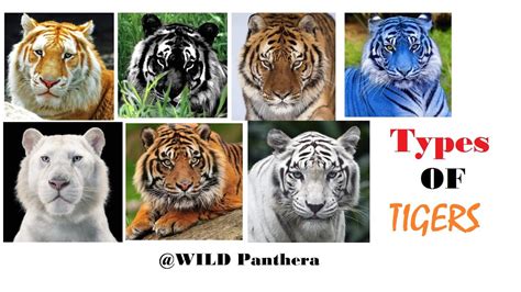 All Types Of Tiger All Living Sub Species Of Tigers Youtube