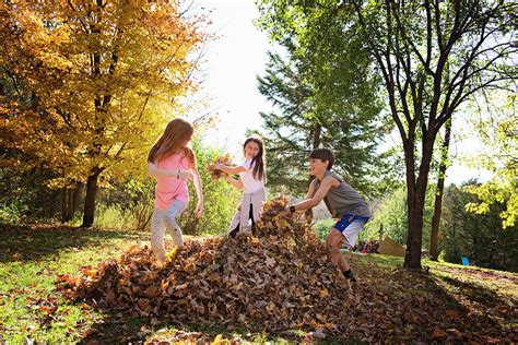 Three Young Children Playing In Fall Leaves Photograph By Cavan Images