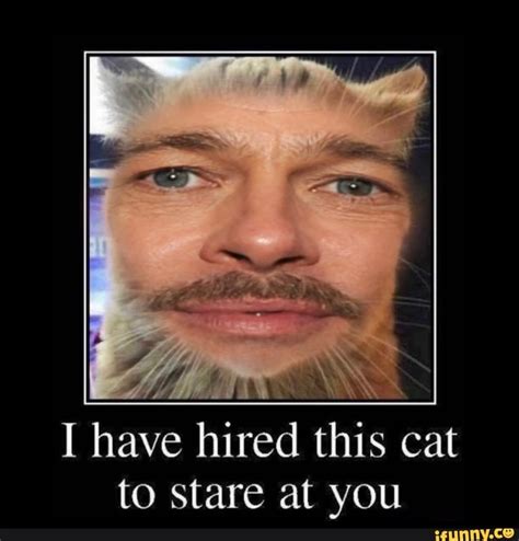 I Have Hired This Cat To Stare At You Ifunny