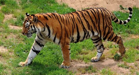 El tigre siberiano sigue en peligro de extinción