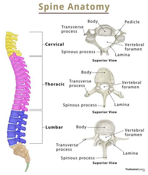 Spine Vertebral Column Bones Anatomy Labeled Diagram