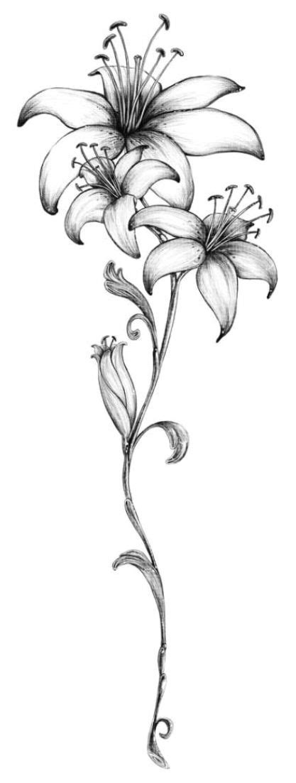 Small Lily Tattoo Lily Flower Tattoos Tattoo Flowers Drawing Flowers