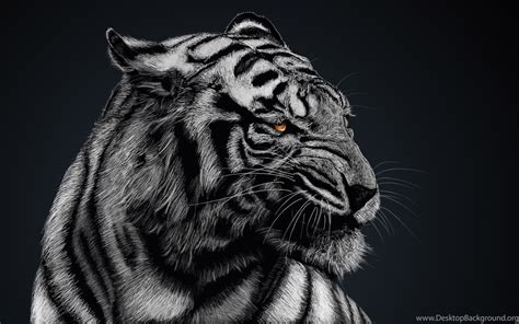 Black and white tiger clipart. Black And White Tiger Wallpapers High Quality : Animal ...