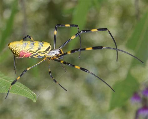 Na Jihovýchod Usa Pronikli Obří Jedovatí Pavouci Budou Se Dál šířit