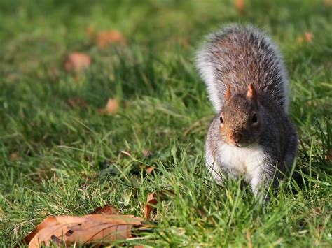 Forest Elf Cute Squirrel Hd Wallpapers Picture 09 Preview