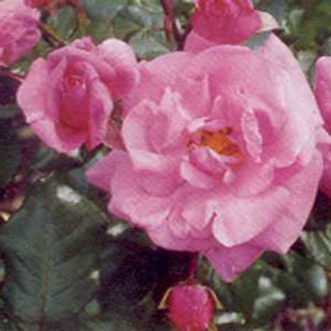 Bantry Bay South Pacific Roses