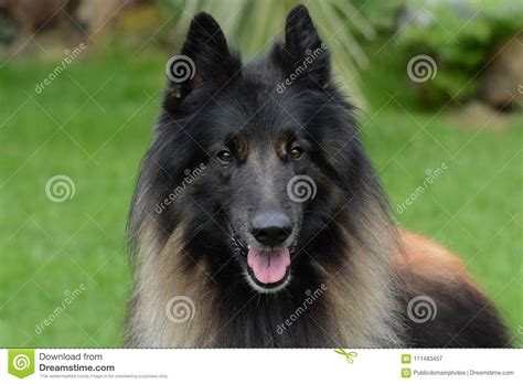 Dog Dog Like Mammal Old German Shepherd Dog Dog Breed