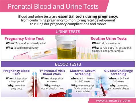 Urine And Blood Tests During Pregnancy Shecares