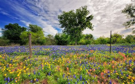 Wallpaper Campo Flores Imagui