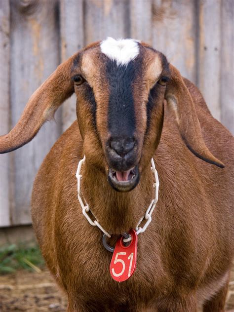 Domestic Nubian Dairy Goat Photograph By Bonnie Sue Rauch Pixels
